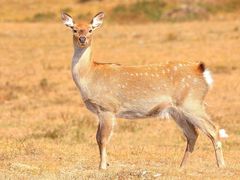 -乌兰布统景区-白桦林