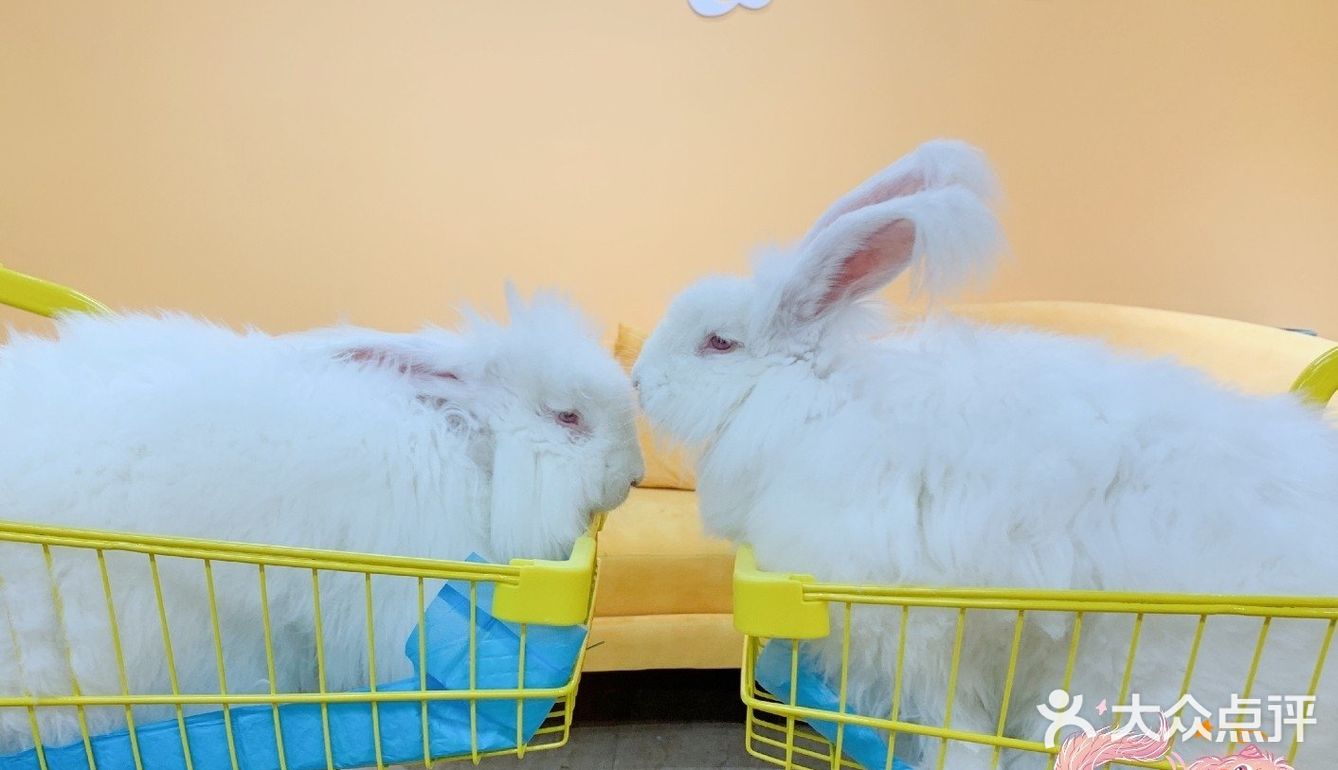 厦门探店‖兔兔浣熊小香猪三大萌宠等你来撸