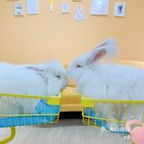 厦门探店‖兔兔浣熊小香猪三大萌宠等你来撸