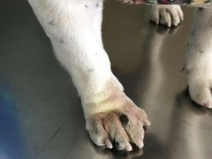 -宠福鑫康馨动物医院·骨科·眼科