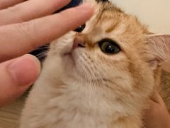 -滚猫咖啡·猫咖·猫友好撸猫(未来城店)