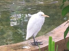 -吉隆坡雀鸟公园