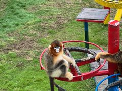 -西霞口神雕山野生动物世界