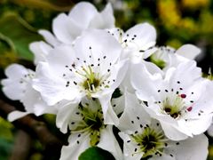 -南汇桃花村
