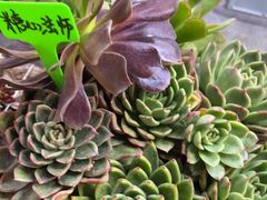 -老姐石板烧烤+铜炭火锅(总店)