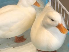 -怪兽屋·羊驼·猫咖·狗咖(俊华广场店)