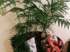 -格桑花开药膳蔬食文化空间