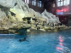 -帝企鹅自助餐厅•儿童岛•真企鹅(长隆企鹅酒店)