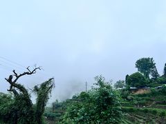 -杨家堂村