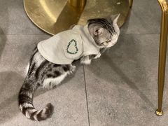 -飞行喵MR PILOT|猫舍·猫咖(静安大融城店)