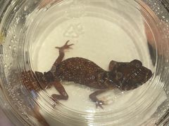 -酷以爬仙阁实体爬宠店·守宫·蜥蜴·专业繁育