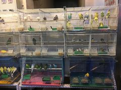 -宝鸡东道花鸟鱼虫市场(吉利花园商场店)