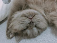 -瑞派宠物医院·24h·骨外科·皮肤科·全科宠物医疗转诊中心(沈阳浑南院)