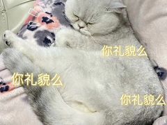 -东方名猫馆·英短金渐层布偶猫舍(环线广场1号楼店)