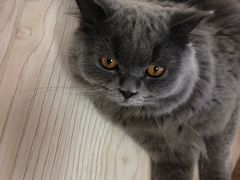 -猫和宫(六道口店)
