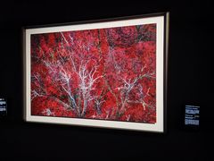 -罗红摄影艺术馆