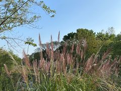 -梁鸿国家湿地公园
