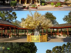 -广东圆玄道观
