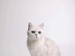 -瑞鹏宠物医院·骨科·猫科·内科(第一中心)