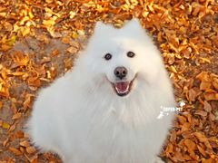 -超宠爱宠物摄影-Super pet