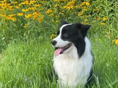 -瑞派宠物医院·中兽医专科(中央商城分院)