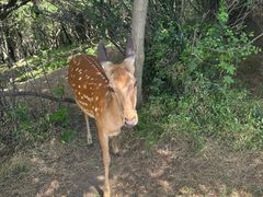 -大连森林动物园