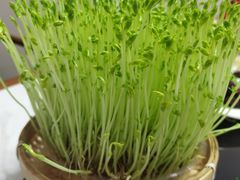 -廣順興(平原路店)