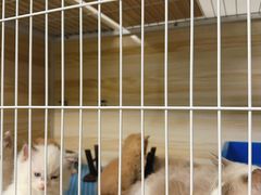 -猫宠乐园·专业洗护