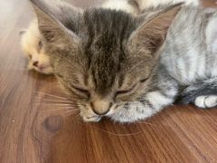 -楼上猫咖(罗湖店)
