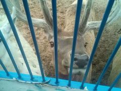 -鄂尔多斯野生动物园