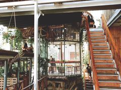 -Rainforest