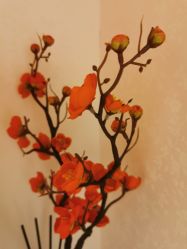 -薇兰专业脱毛连锁机构