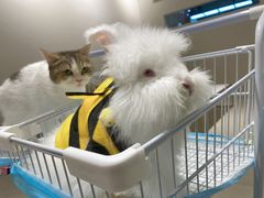 -怪兽屋·羊驼·猫咖·狗咖(俊华广场店)