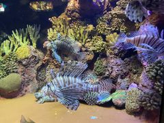 -上海海洋水族馆