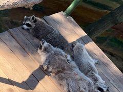 -西霞口神雕山野生动物世界