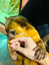 -Zoolung Zoolung动物主题公园(海信广场店)