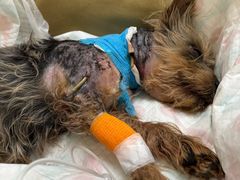 -芭比堂动物医院·CT·微创中心(新顺分院)