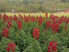 -天适樱花悠乐园