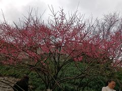 -重庆彩云湖湿地公园