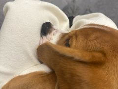 -有喵·猫咖·狗咖·30几只猫10只小狗(岗厦店)