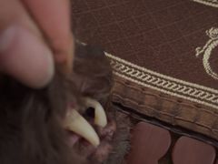 -关爱动物医院·心脏·中兽医·异宠(金牛路分院)