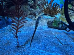 -上海海洋水族馆