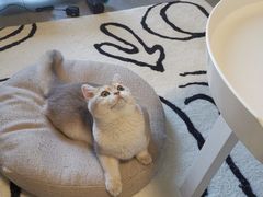 -猫大福·Fortune Cat猫舍(百子湾店)