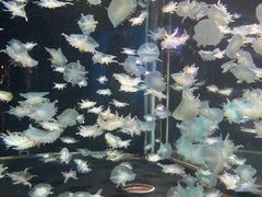 -太平洋海底世界