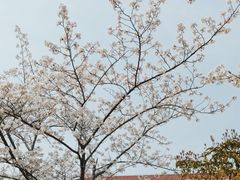 -高东镇樱花园