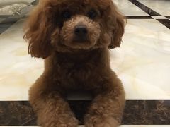 -鑫艺宠物美容培训学校