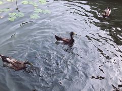 -三亚亚龙湾雅高铂尔曼别墅度假酒店