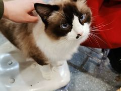 -共舞时光猫咖·狗咖(新街口店)