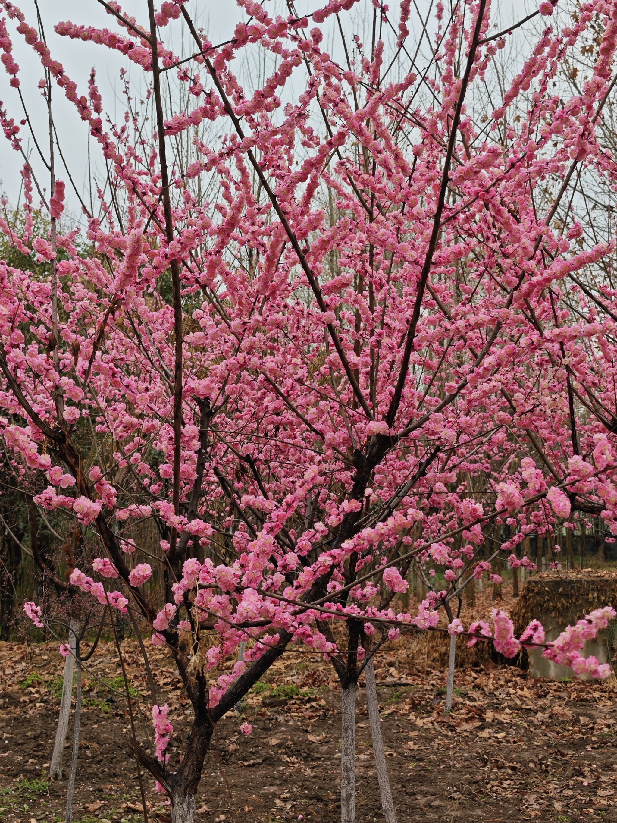 这里是工厂的红梅苗圃园,工厂每年挑选树形好移栽到工厂各个地方,将