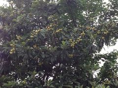 iphone_upload_pic-旺山景区